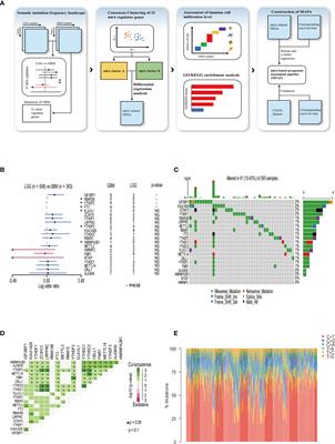 RNA N6-Methyladenosine Regulator-Mediated Methylation Modifications Pattern and Immune Infiltration Features in Glioblastoma